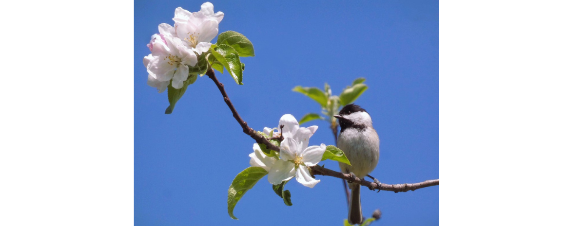 Mindful Birding at Dusk | June 11